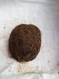 # Batu Empedu Babi atau Benzoar Bernilai Tinggi