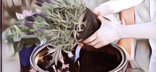 Coba Tanam Jenis-Jenis Bunga Ini, Niscaya Stres Lenyap Seketika