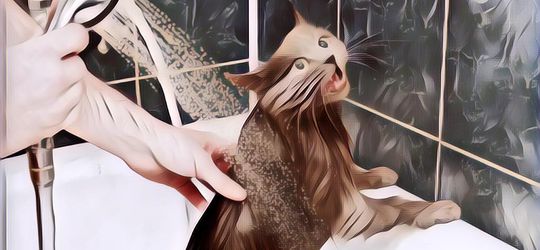 Ternyata Ini Alasan Kenapa Kucing Gak Suka Air