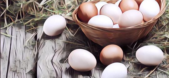 4 Jenis Telur Ayam yang Perlu Kamu Tahu, Apa Bedanya dan Mana yang Paling Bergizi?
