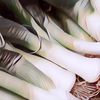 Meski Banyak yang Tak Suka Karena Baunya Menyengat, Ini 5 Manfaat Mengonsumsi Daun Bawang Bagi Kesehatan
