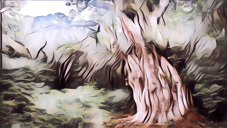 Tau Nggak Sih, Pohon Terbesar di Dunia di Hutan Indonesia! Usianya 500 Tahun Lebih