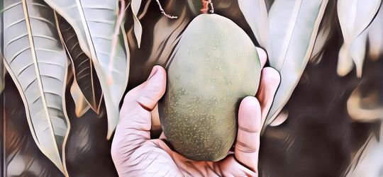 Nggak Banyak Yang Tahu, Ternyata Ini Manfaat Buah Mangga Bagi Kesehatan