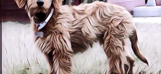 Fakta Unik dari Anjing Goldendoodle yang Harus Kamu Ketahui