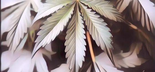 Berikut Berjuta Manfaat Ganja untuk Kesehatan yang Patut Jadi Pertimbangan Indonesia untuk Melegalkannya