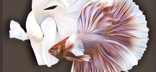 7 Jenis Ikan Cupang dari Harga Ratusan Ribu Hingga Puluhan Jutaan, yang Dompetnya Tipis Minggir Dulu