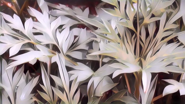 Punya Cita Rasa Unik, Berikut Kandungan Nutrisi Sayur Kenikir