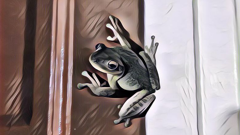 5 Mitos Kodok Masuk ke Rumah, Akankah Penghuni Akan Ketiban Sial?