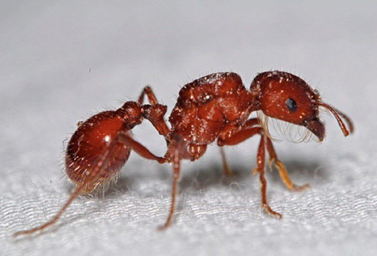 2. Red harvester ant