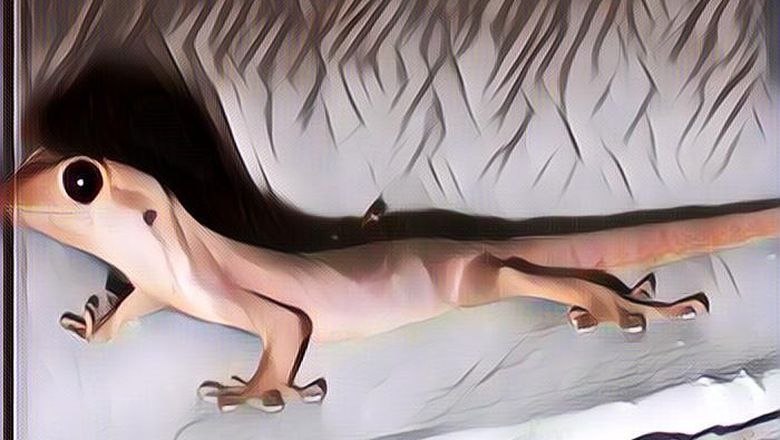 Arti Cicak Jatuh di Tangan Kiri,  Bisa Jadi Orang Dekat Akan Meninggal Dunia