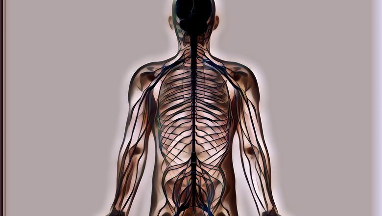 Mengenal Apa Itu Saraf Perifer dan Fungsinya untuk Tubuh