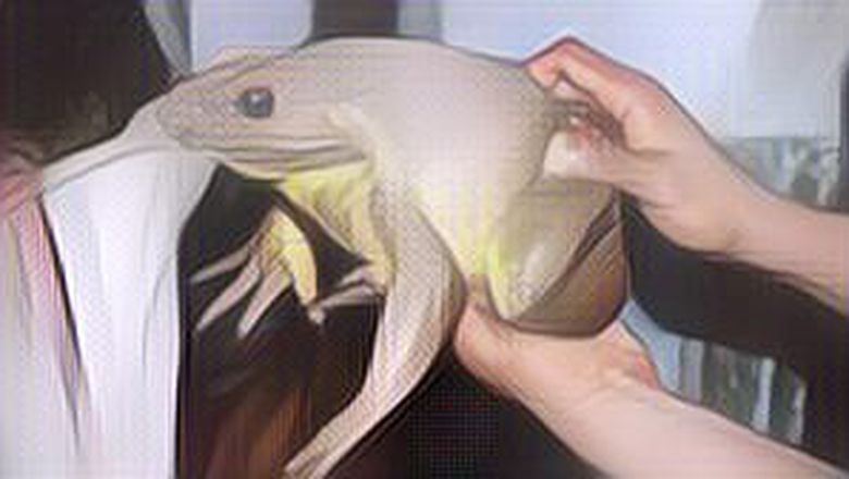 Cuma Ada di Enrekang Sulsel, Katak Raksasa Seukuran Bayi Manusia!