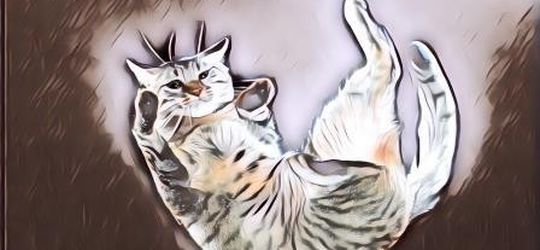 Kenapa Kucing Gak Mati Setelah Jatuh Dari Tempat Tinggi? Tenyata Ini Alasan Ilmiahnya