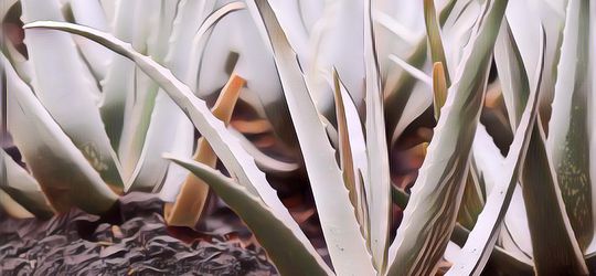 Manfaat dan Cara Membuat Masker Lidah Buaya