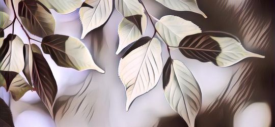 Proses Respirasi Tumbuhan yang Wajib Kalian Ketahui, Yuk Simak!