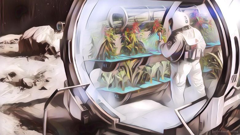 Sayur Selada yang Ditanam di Stasiun Luar Angkasa Ternyata Bergizi Tinggi