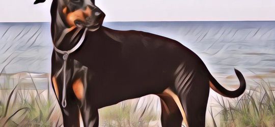 Warga Melihat 3 Ekor Anjing Sedang Lahap Makan, Ternyata Mereka Sedang Menyerang Tubuh Seorang Bayi