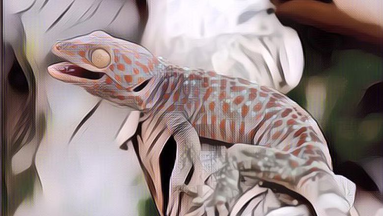 4 Negara yang Mengimpor Tokek dari Indonesia, Wah Ternyata Cuan Banget Bisnis Jual Beli Tokek