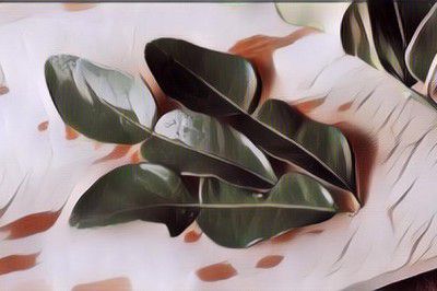 Gak Cuma Bikin Sedap Masakan, Berikut 7 Manfaat Daun Jeruk Purut untuk Kesehatan