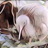 Sudah Tahu Kiwi? Bukan Buah Melainkan Burung yang Tak Bisa Terbang