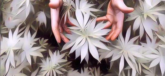 Pemerintah Thailand Legalkan Ganja Buat Kepentingan Medis, Emang Manfaatnya Apa Sih?