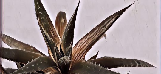 3 Manfaat Lidah Buaya untuk Rambut yang Jarang Diketahui, Cara Pakainya Super Praktis!