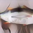Waspada! 7 Ikan Laut Ini Mengandung Merkuri Tinggi yang Bisa Berbahaya Bagi Tubuhmu