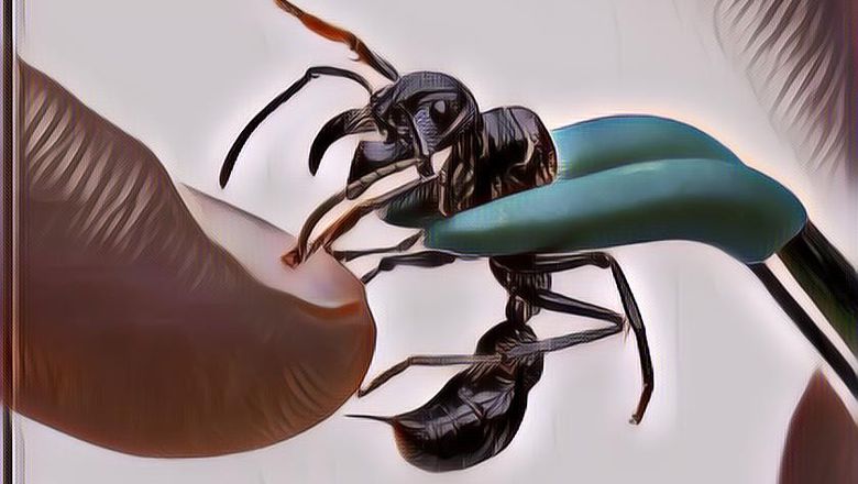 Jangan Remehkan Serangga-Serangga Ini, Mereka Punya Sengatan Paling Mematikan Loh