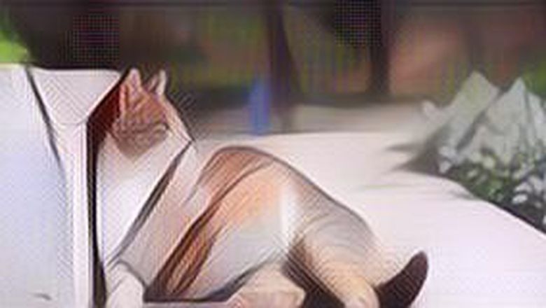 Inilah 4 Tanda Kucing Hamil yang Wajib Cat Lovers Tahu!