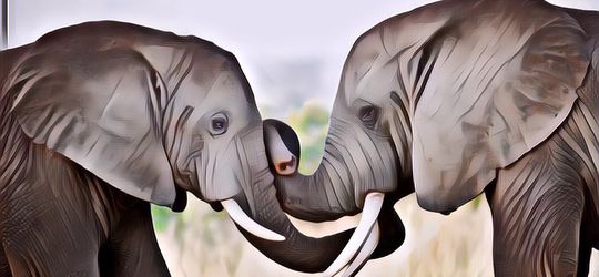 Pelajaran Dari Keluarga Gajah Yang Bisa Kamu Contoh, Inspiratif!