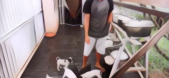 Dog Lover Wajib Tahu! Pelajari 5 Hal Ini Sebelum Mengadopsi Anjing