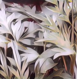 Punya Cita Rasa Unik, Berikut Kandungan Nutrisi Sayur Kenikir