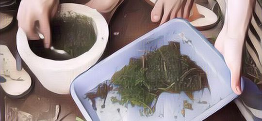 Cara Membuat Pestisida Alami di Rumah Menggunakan Bahan yang Murah dan Mudah Didapat