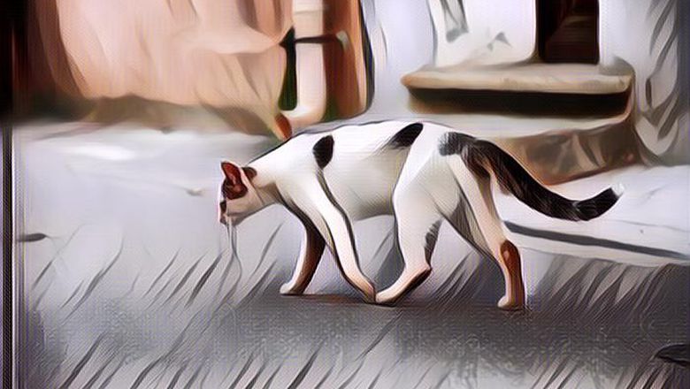 Tabrak Kucing Katanya Bisa Membawa Sial, Mitos Atau Fakta?