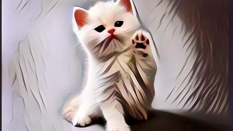 Lucu Banget! Ada Kucing Lagi Kosplay Jadi Bridesmaid di Acara Pernikahan