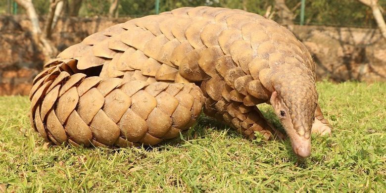 2. Disebut Jadi Bahan Sabu-Sabu