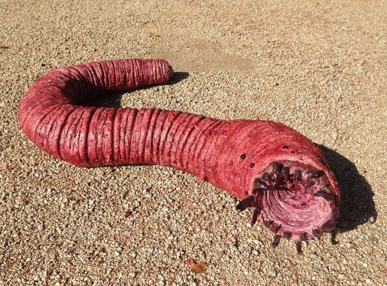 4. Gurun Gobi, Mongolian Death Worm