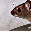 3 Cara Ampuh Mengusir Tikus di Rumah yang Membandel, Anti Gagal!
