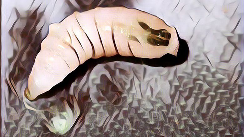 Serem Banget! Habis Liburan Ke Hutan Tropis Wanita Ini Bawa Pulang Belatung Di Dahinya