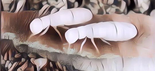 Taruh Tanaman Ini Di Dekat Rumah Agar Rumah Anda Bebas Dari Rayap