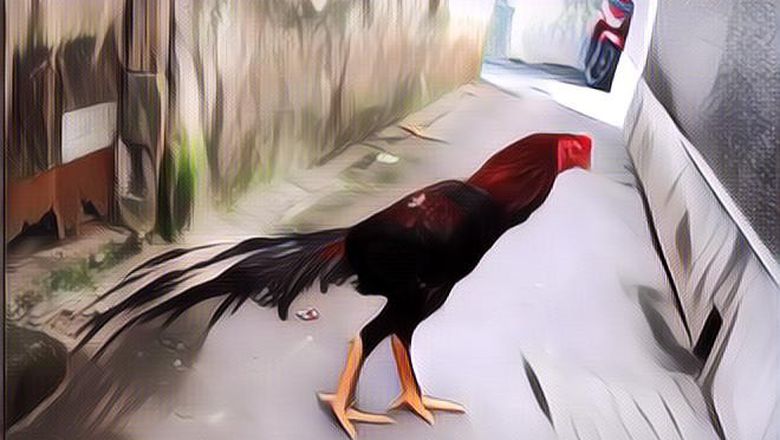 Mengenal Jenis Ayam Ekor Lidi, Apa Keistimewaannya?