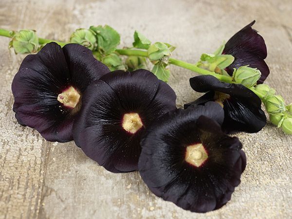 #5 Hollyhock hitam