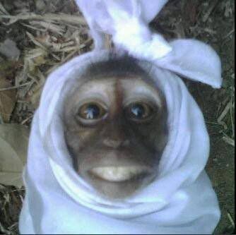 7. Monyet apa pocong?