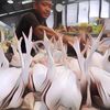 Apa Itu Ayam Merah yang Kerap Dicari Menjelang Lebaran?