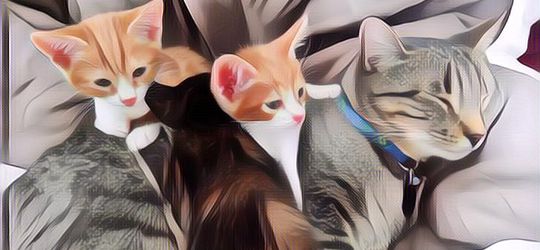 7 Foto Kucing yang Bakal Membuatmu Gemas, Imut Cuy