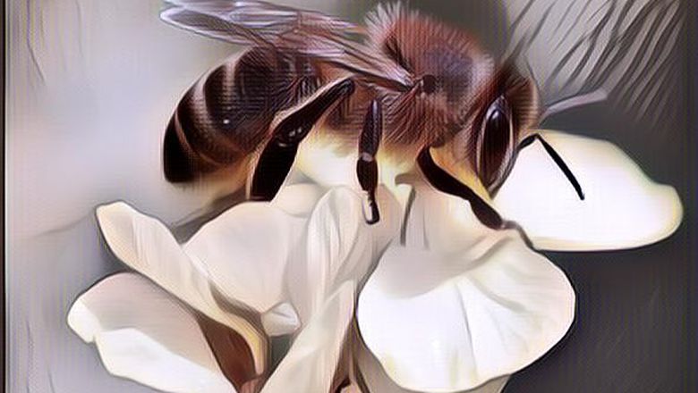 7 Cara Mengobati Sengatan Lebah Agar Sakit Cepat Hilang