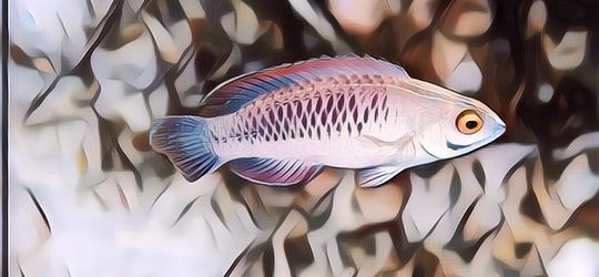 Ditemukan secara Tidak Sengaja, Hewan Ini Dikasih Nama Ikan Wakanda