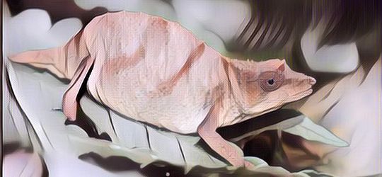 Bunglon Kerdil yang Paling Langka Ditemukan, Dikhawatirkan Akan Segera Punah