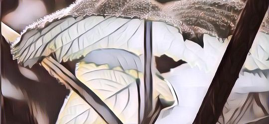 Misteri Gympie-gympie: Tanaman yang Bikin Orang Bunuh Diri~