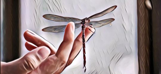 Arti Capung Masuk Rumah, Benarkah Pertanda Kesialan?